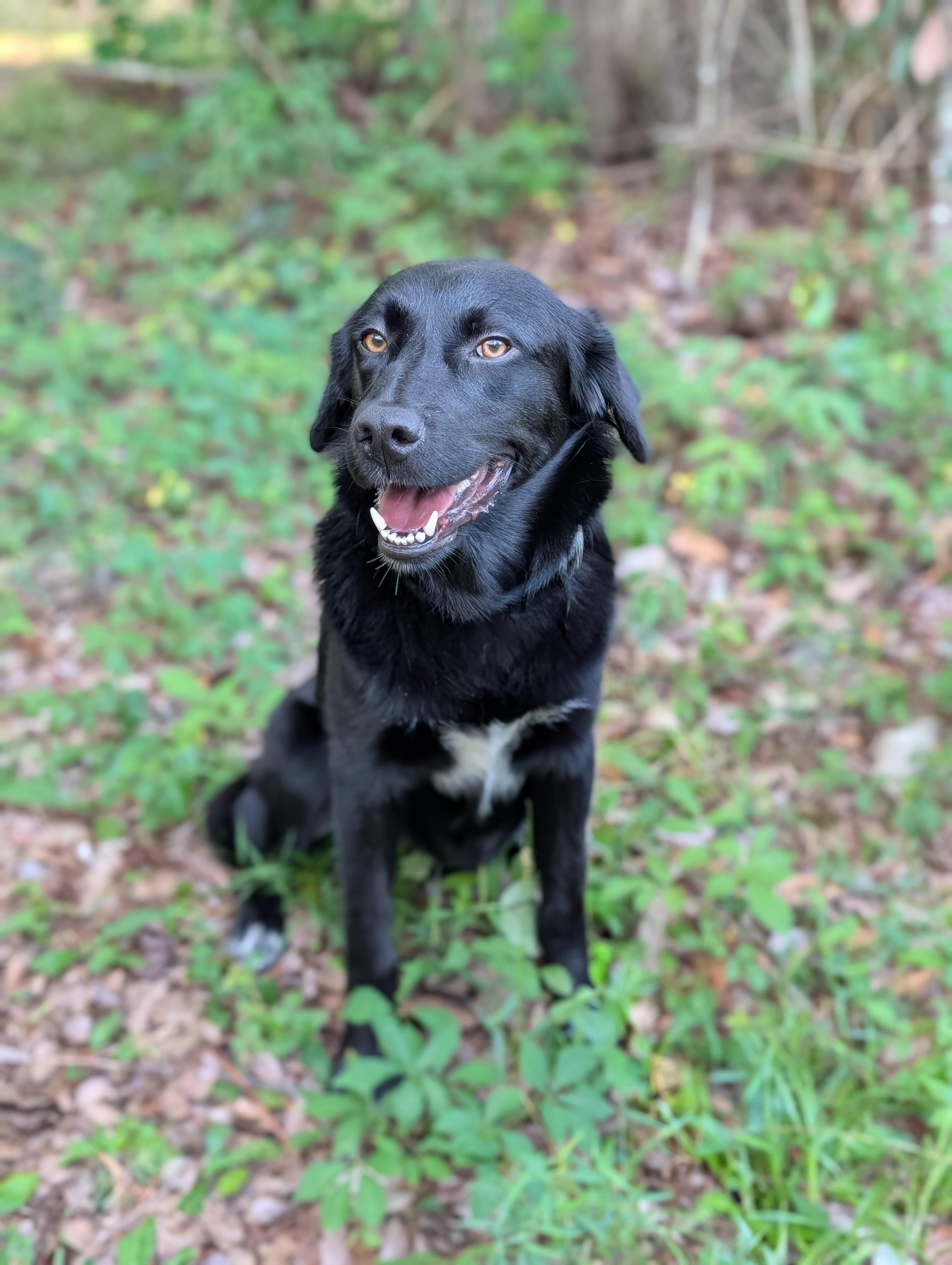 Enlarge Finley, a ADOPTABLE mixed breed in Bloomingdale, GA image 1/5