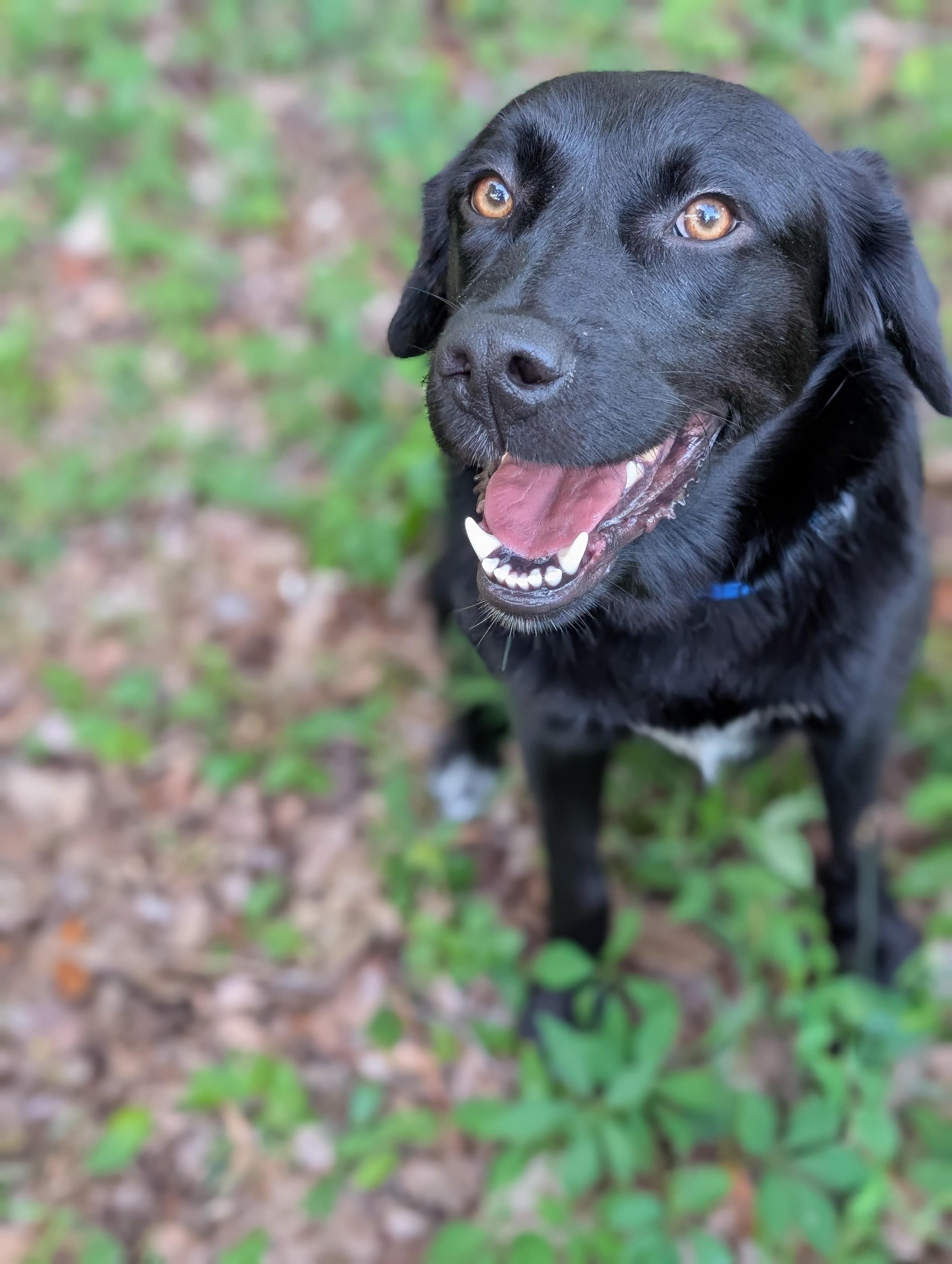 Enlarge Finley, a ADOPTABLE mixed breed in Bloomingdale, GA image 2/5