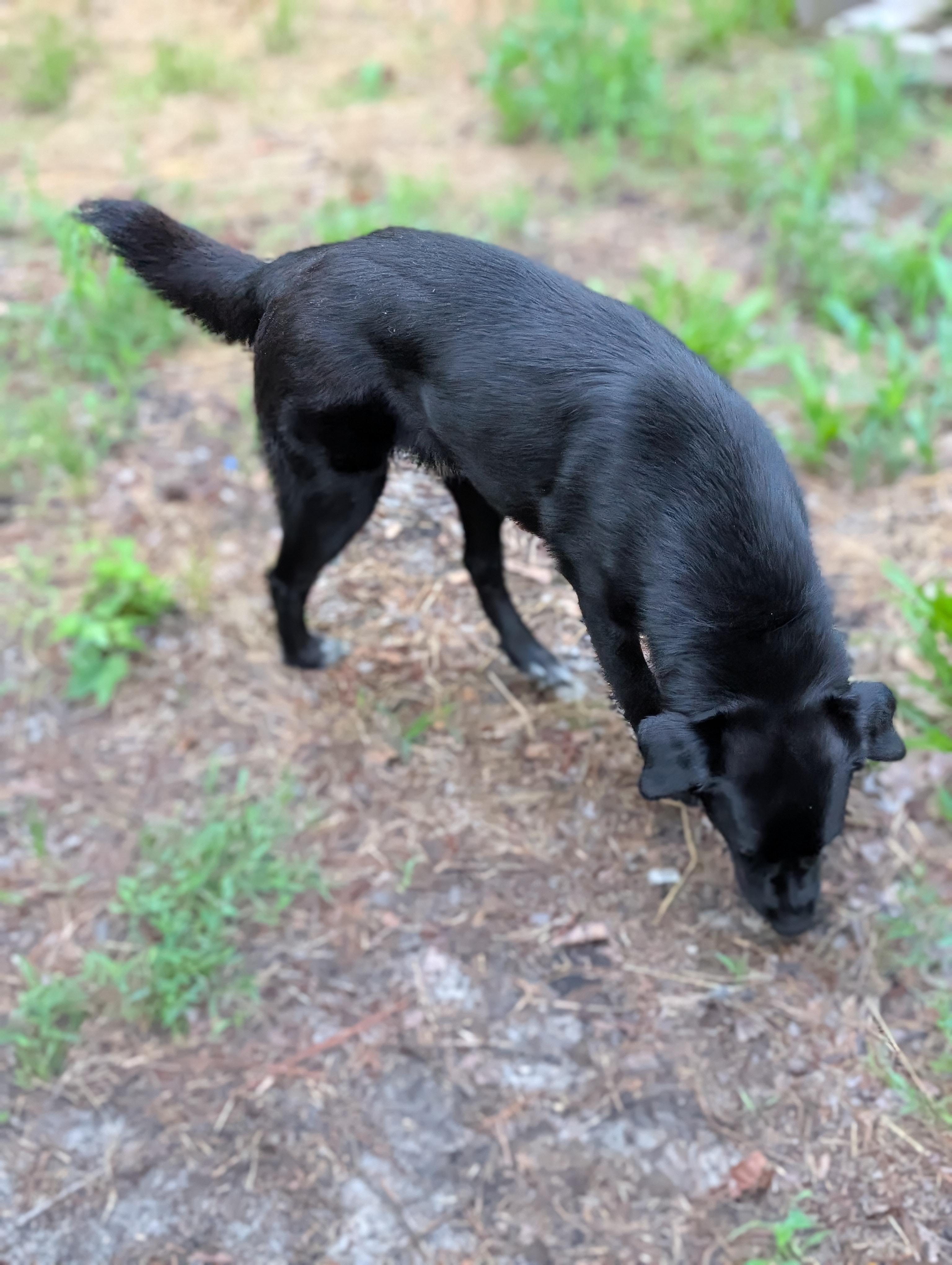 Enlarge Finley, a ADOPTABLE mixed breed in Bloomingdale, GA image 3/5