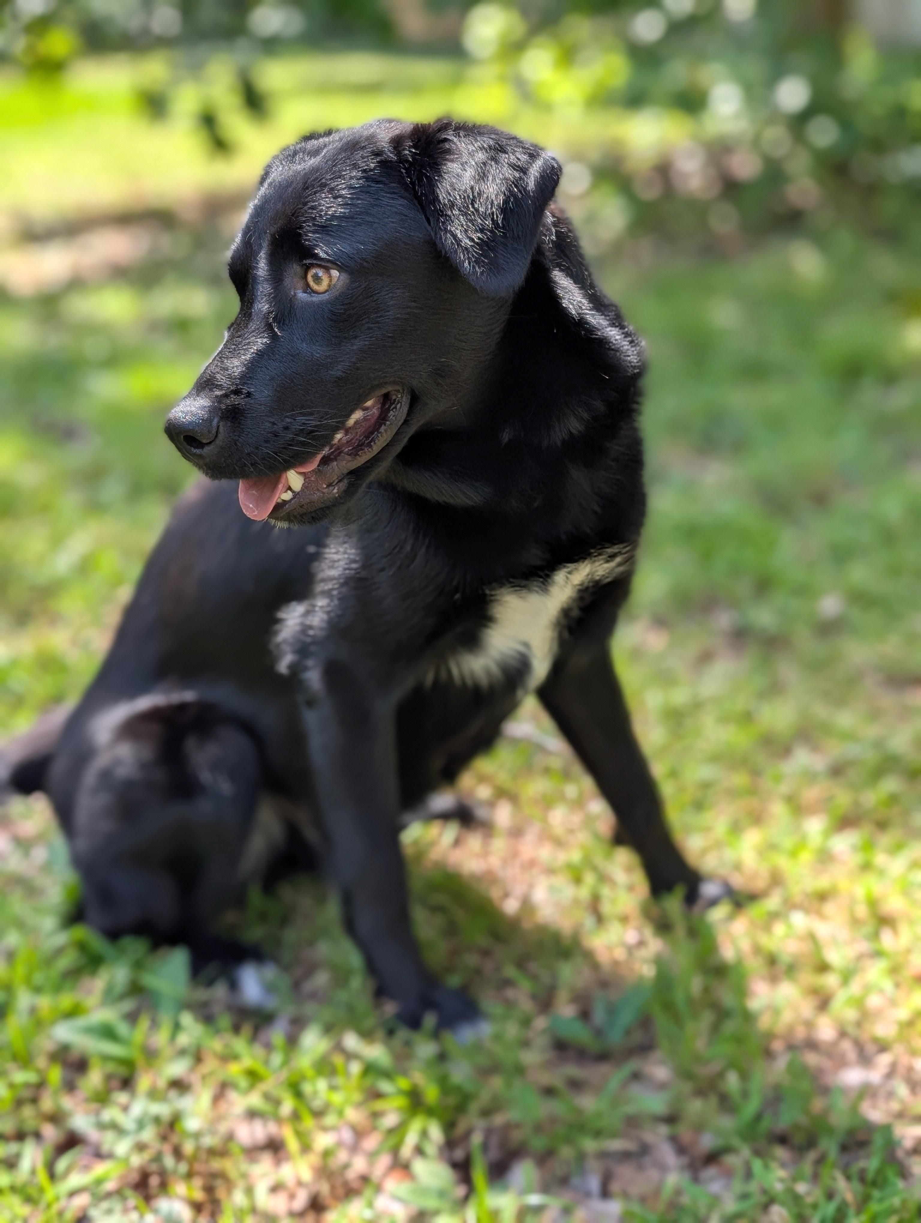Enlarge Finley, a ADOPTABLE mixed breed in Bloomingdale, GA image 4/5
