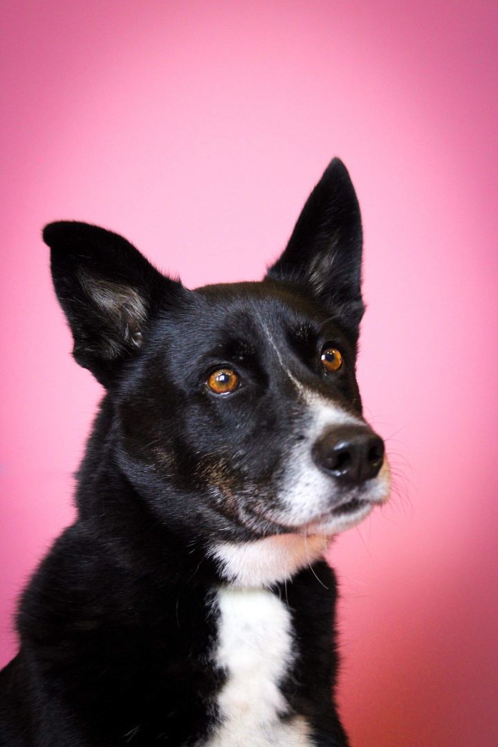 Honey Bear, a Adoptable mixed breed in Visalia, CA image 1/8