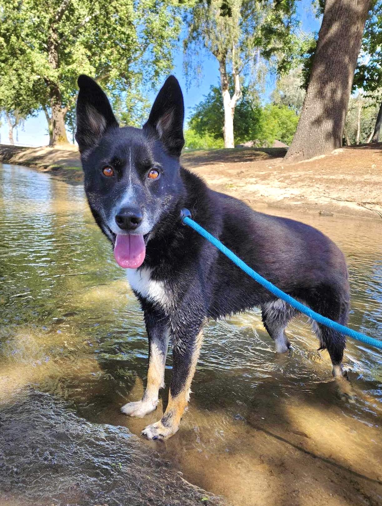 Enlarge Honey Bear, a Adoptable mixed breed in Visalia, CA image 7/8