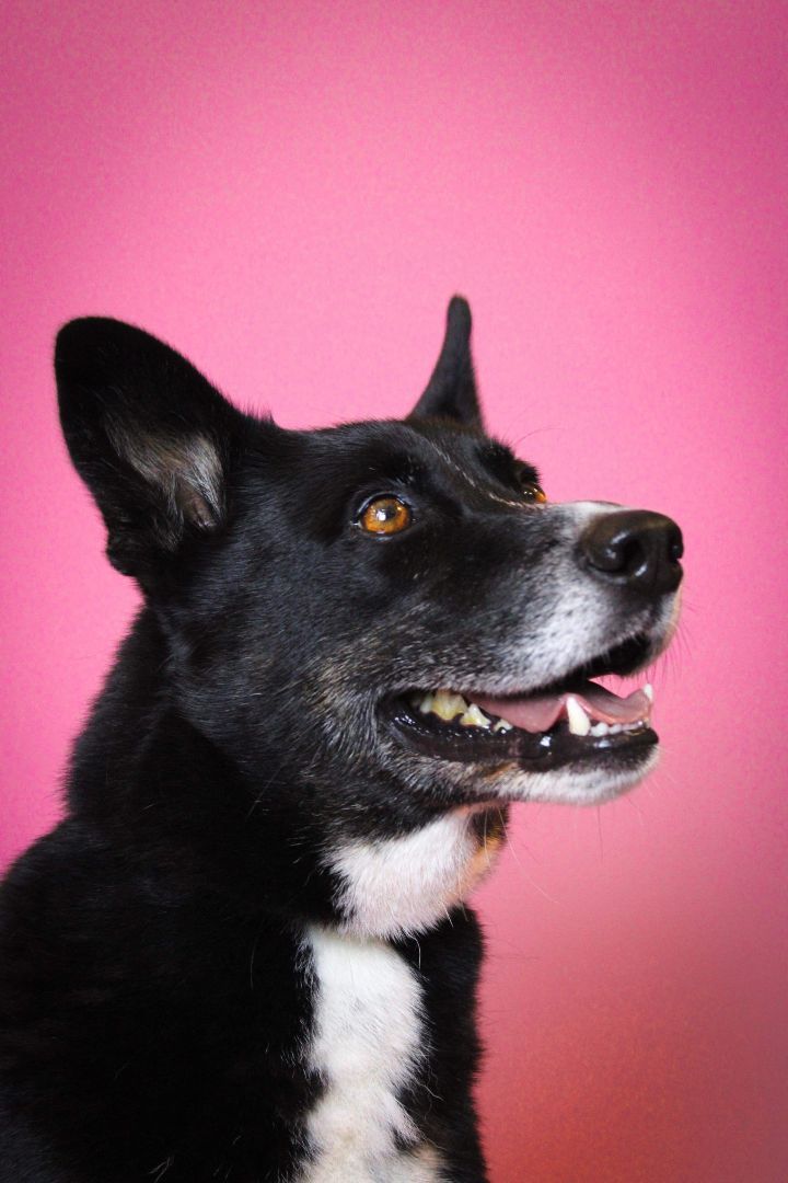 Honey Bear, a Adoptable mixed breed in Visalia, CA image 4/8