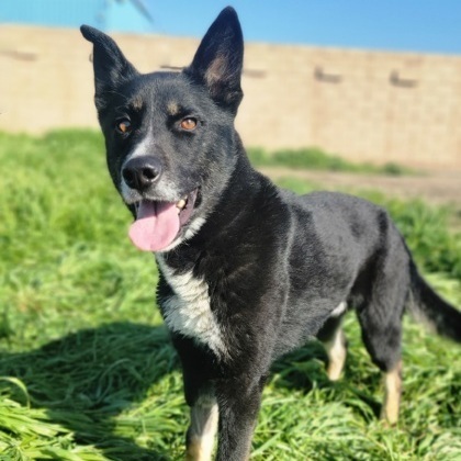 Honey Bear, a Adoptable mixed breed in Visalia, CA image 5/8