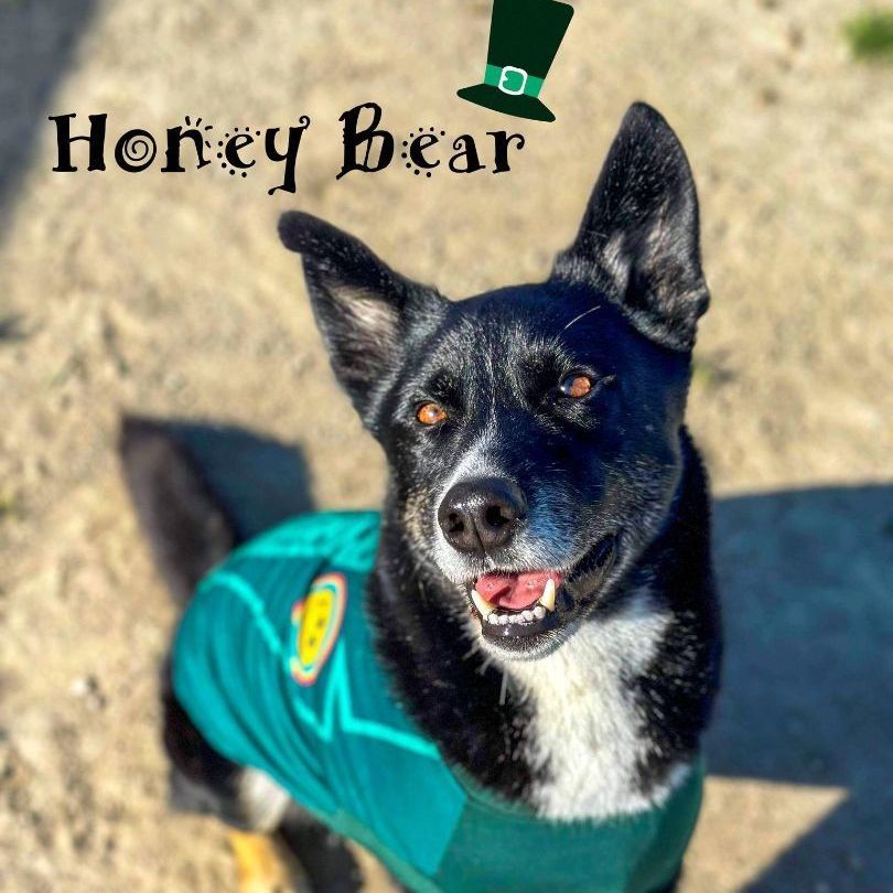 Honey Bear, a Adoptable mixed breed in Visalia, CA image 6/8