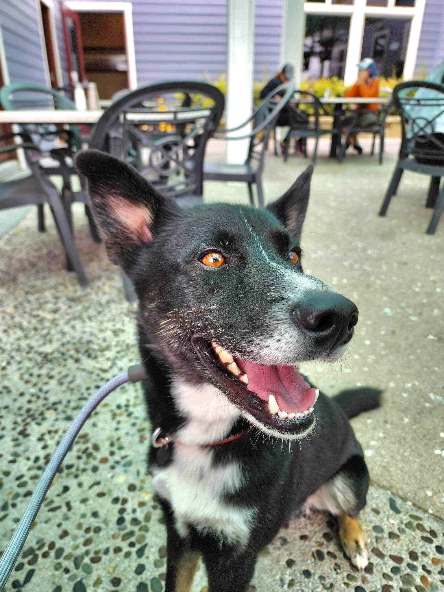 Enlarge Honey Bear, a Adoptable mixed breed in Visalia, CA image 8/8