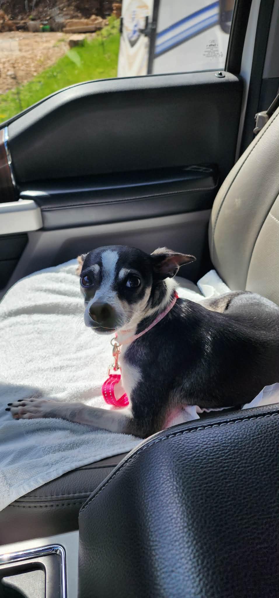 Enlarge Jesse, a ADOPTABLE Chihuahua in Dubuque, IA image 3/5