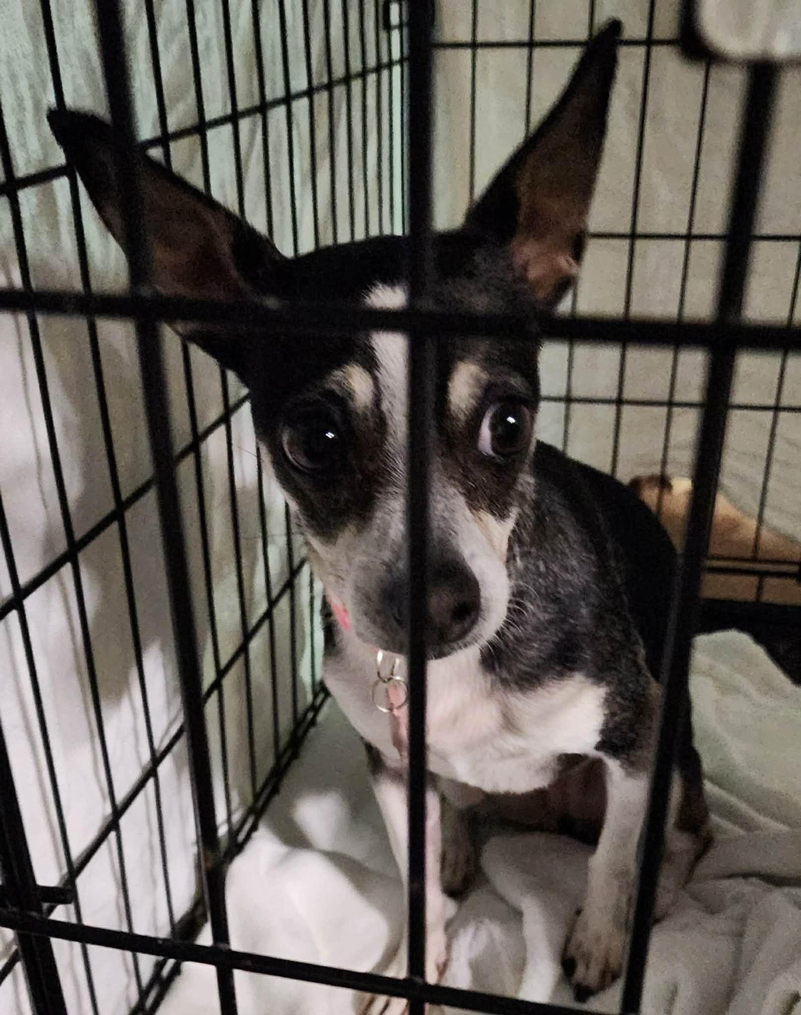 Enlarge Jesse, a ADOPTABLE Chihuahua in Dubuque, IA image 5/5