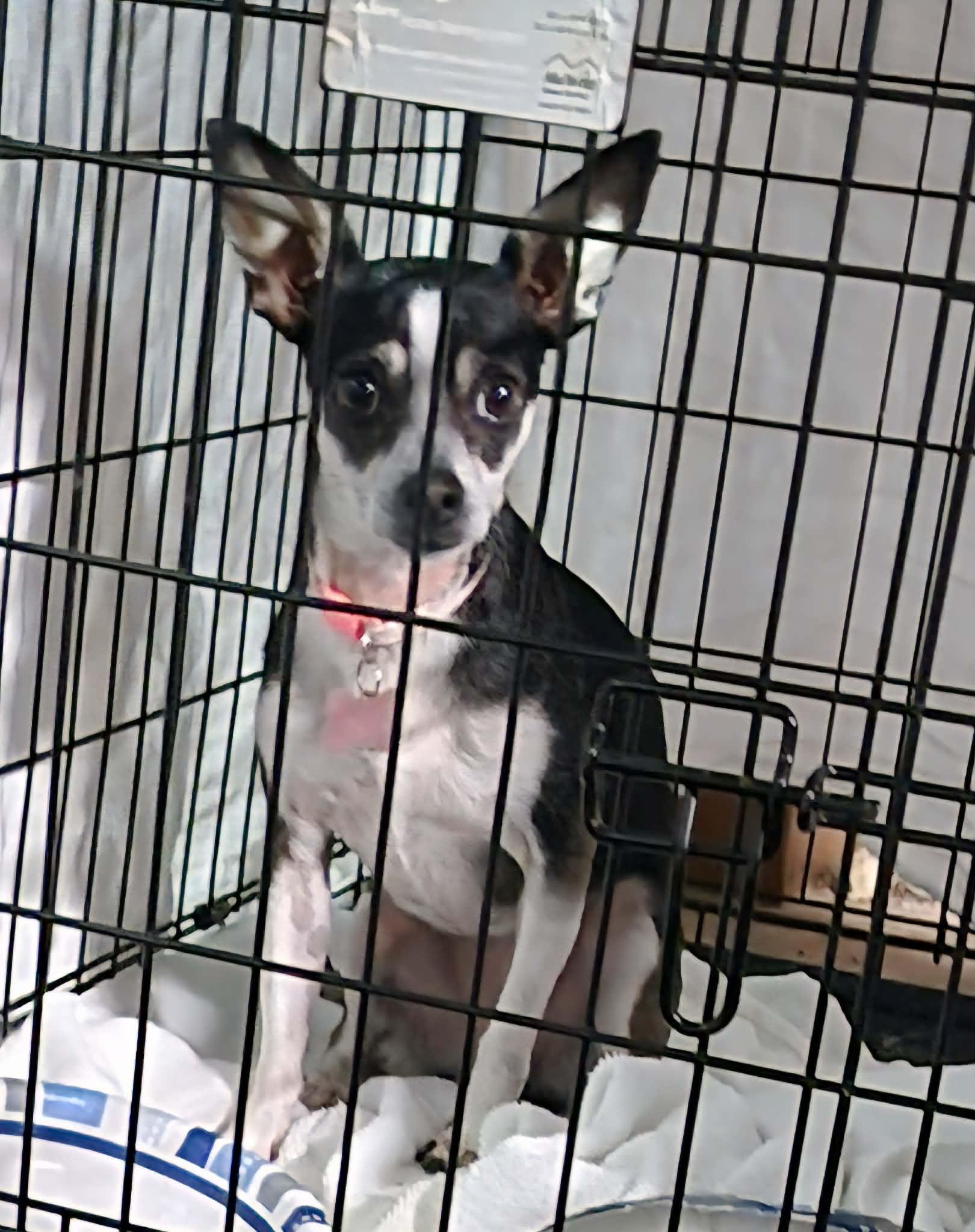 Enlarge Jesse, a ADOPTABLE Chihuahua in Dubuque, IA image 4/5