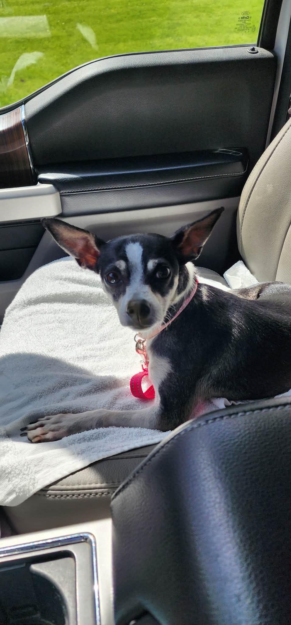 Enlarge Jesse, a ADOPTABLE Chihuahua in Dubuque, IA image 2/5