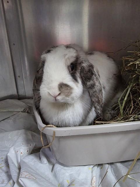 SAPPHO, Adoptable, Adult Female Bunny Rabbit.