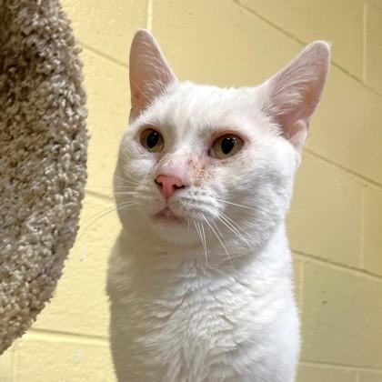 Enlarge Snow, a Adoptable Domestic Short Hair in New Hope, PA image 1/1
