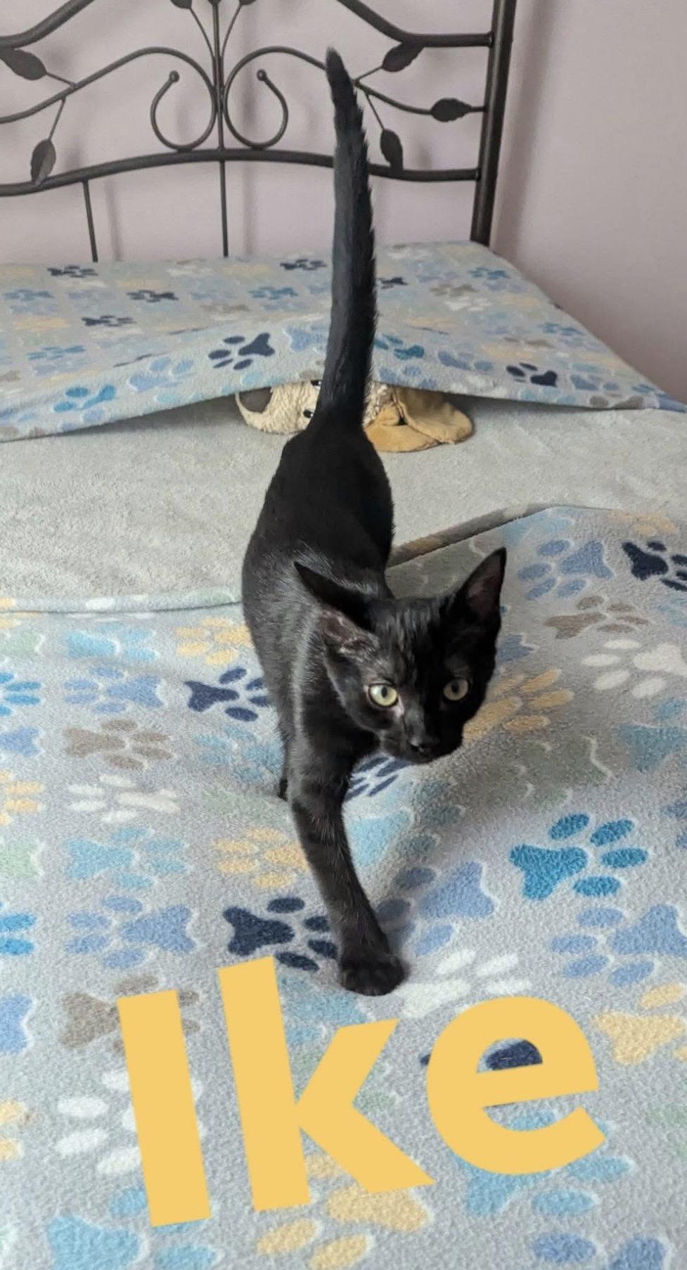 Ike - ADOPTION PENDING, Adopted, Kitten Male Domestic Short Hair.