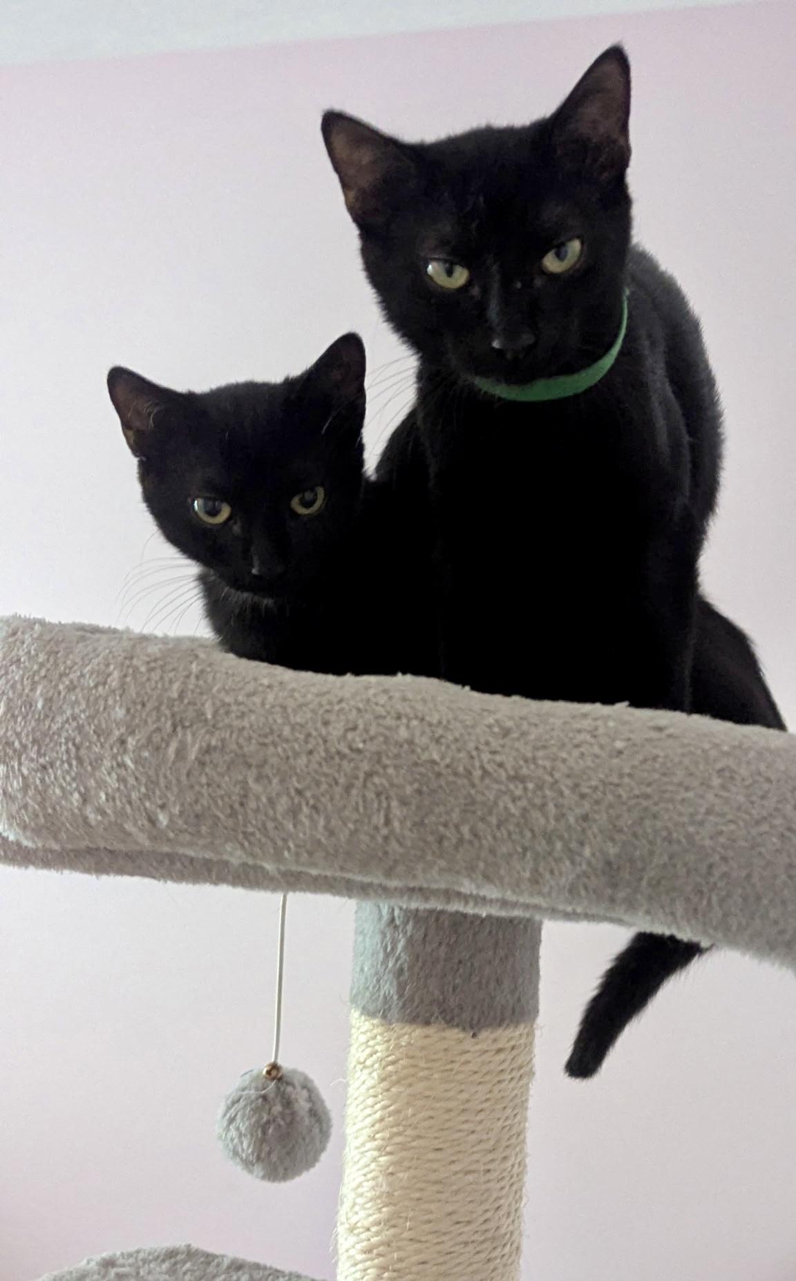 Enlarge Ike - ADOPTION PENDING, a Adopted Domestic Short Hair in Cincinnati, OH image 2/2