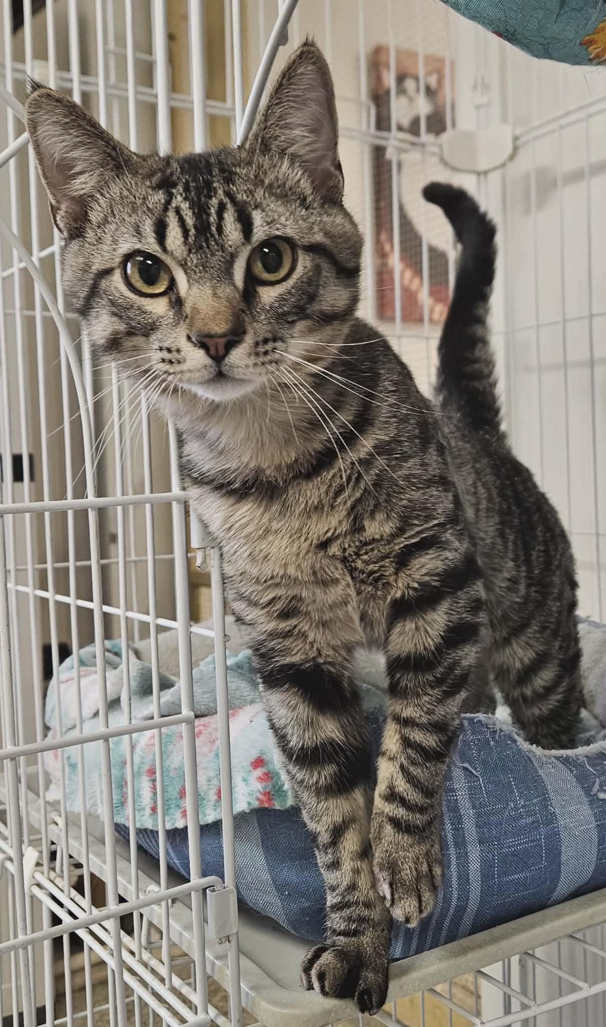 Twitch, an adopted Domestic Short Hair in Wapakoneta, OH image 4/6