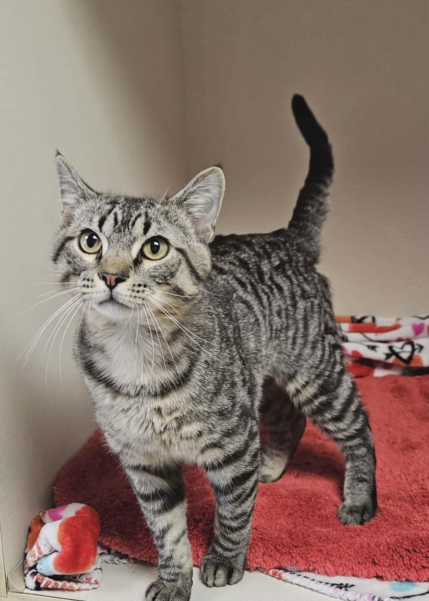Twitch, an adopted Domestic Short Hair in Wapakoneta, OH image 2/6