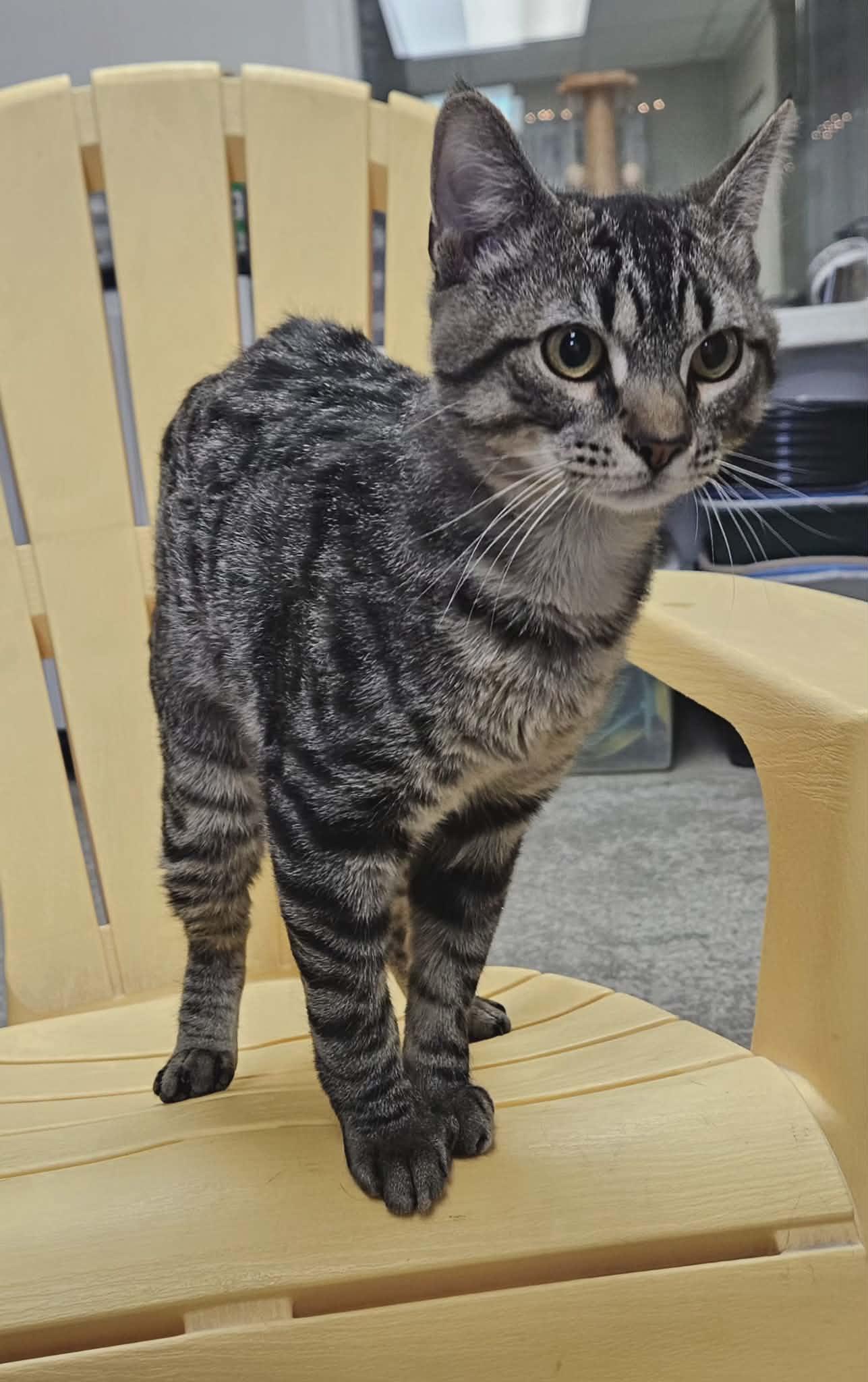 Twitch, an adopted Domestic Short Hair in Wapakoneta, OH image 5/6