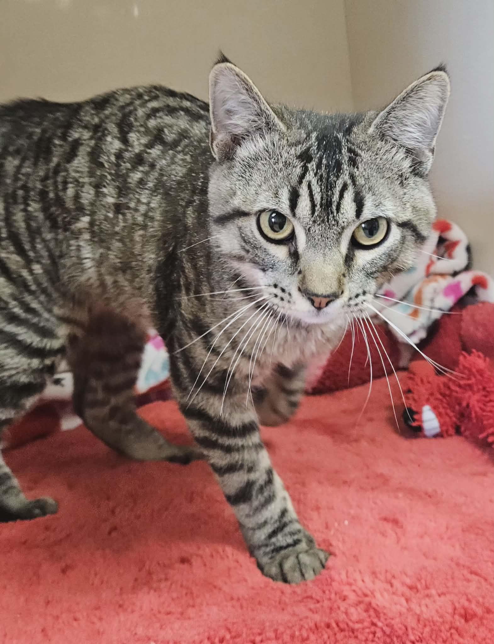 Twitch, an adopted Domestic Short Hair in Wapakoneta, OH image 6/6