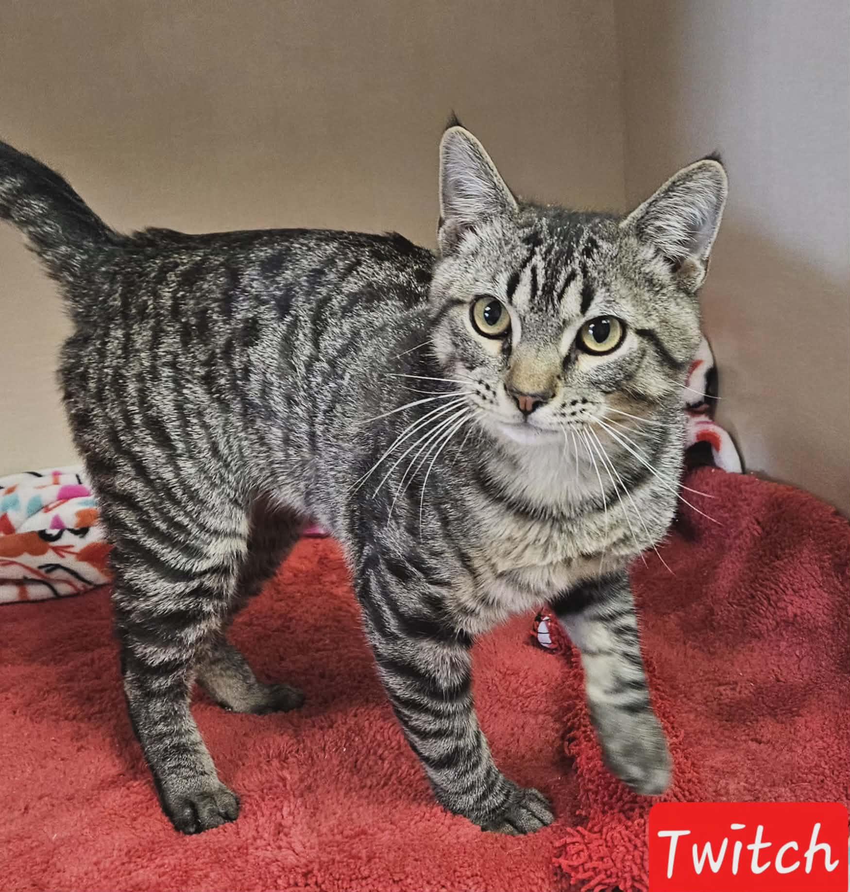 Twitch, an adopted Domestic Short Hair in Wapakoneta, OH image 1/6