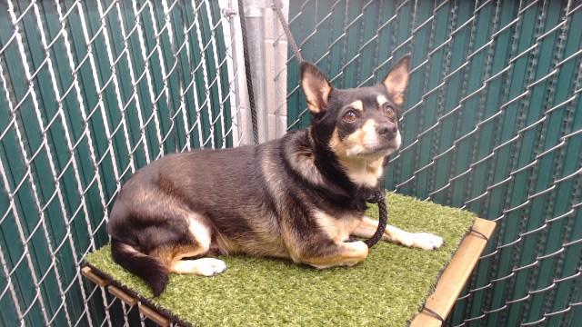 Enlarge ALFREDO, a Adoptable mixed breed in Downey, CA image 1/1