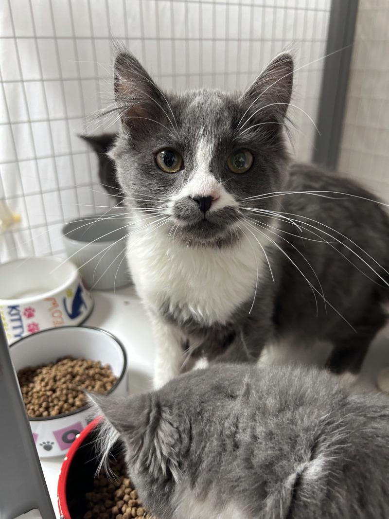 St. Michaela, Adoptable, Young Female Domestic Long Hair.