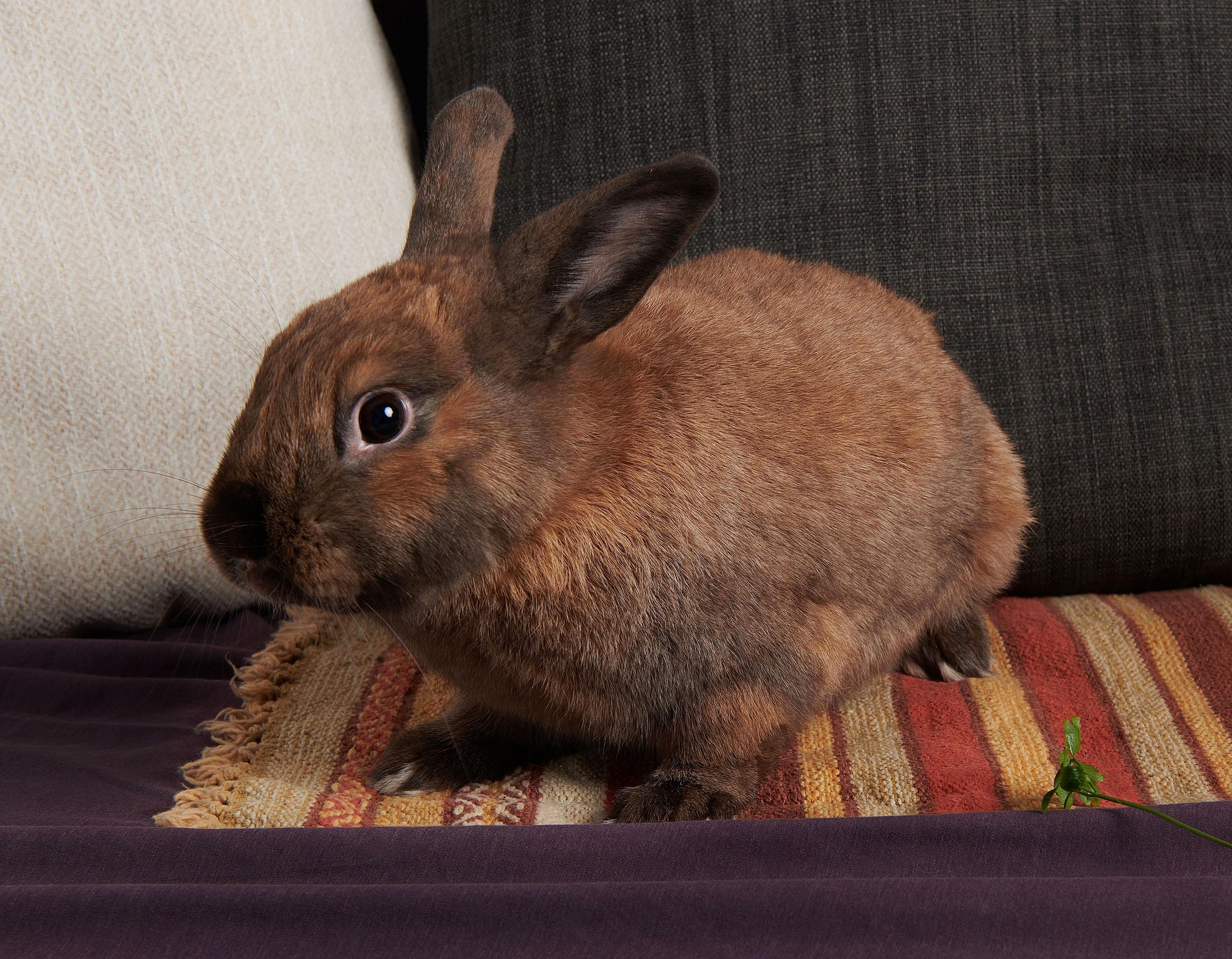 Porter, Adoptable, Young Male Lionhead.