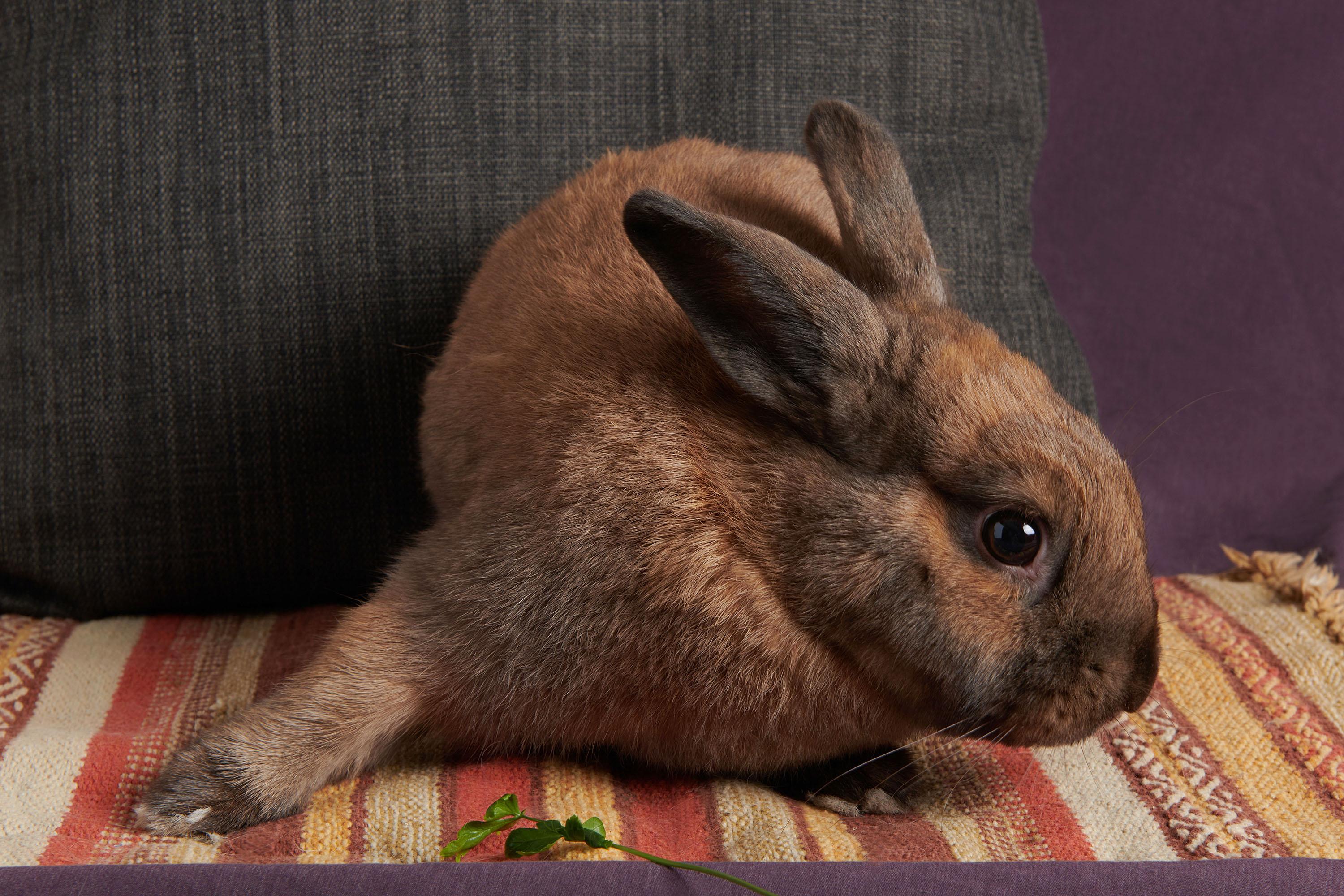 Enlarge Porter, a Adoptable mixed breed in Coralville, IA image 2/6
