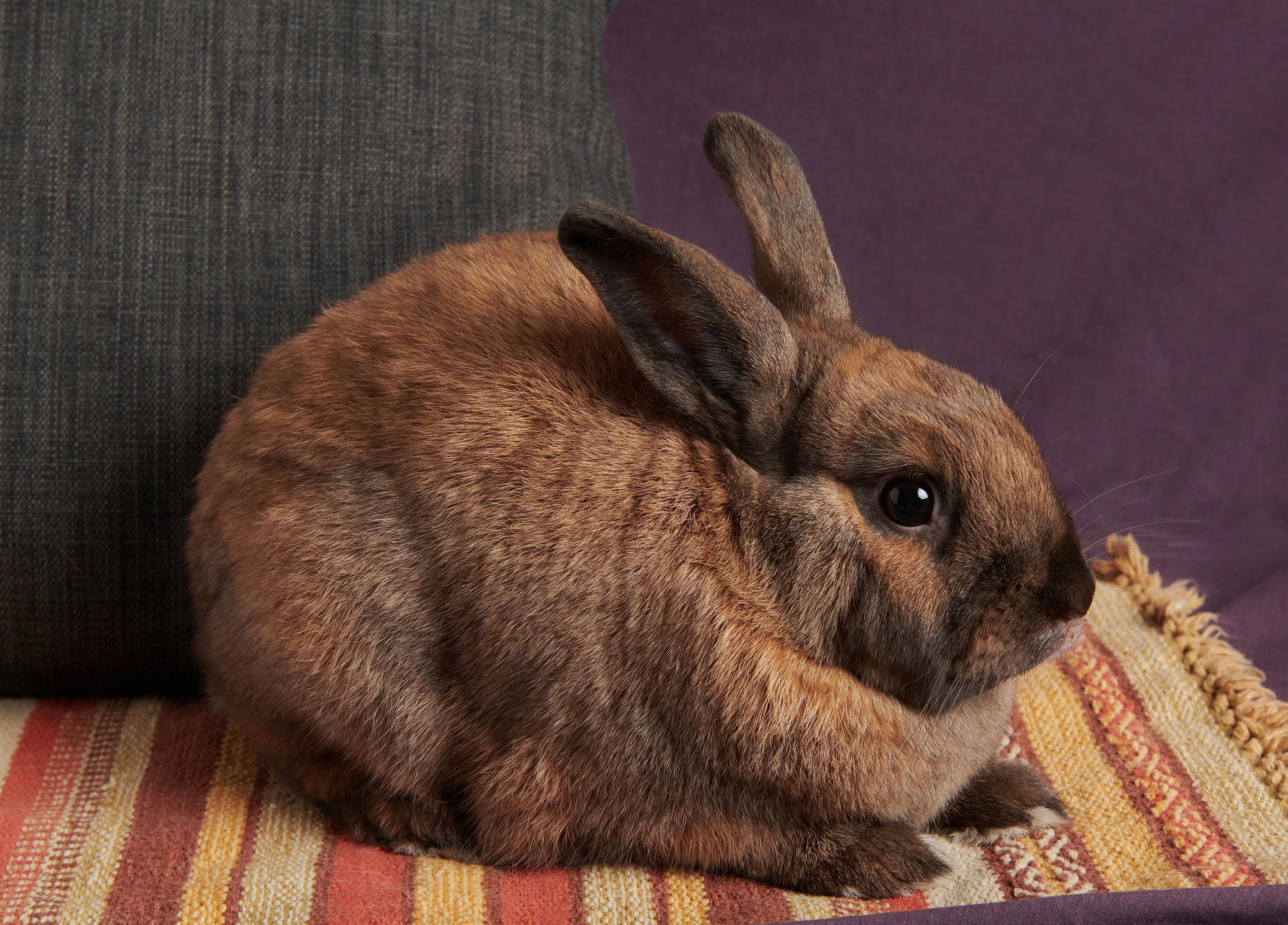 Enlarge Porter, a Adoptable mixed breed in Coralville, IA image 3/6
