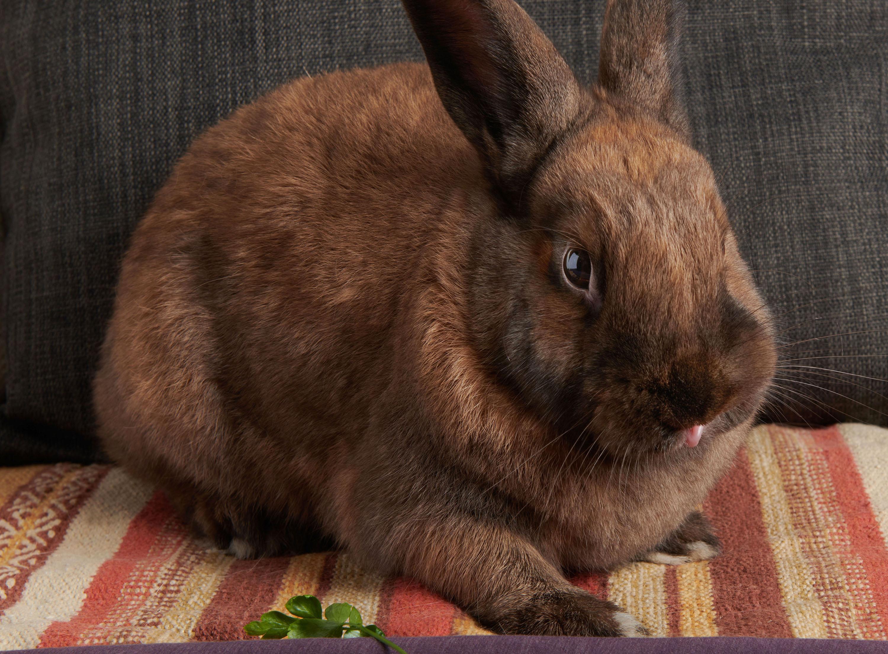 Enlarge Porter, a Adoptable mixed breed in Coralville, IA image 5/6