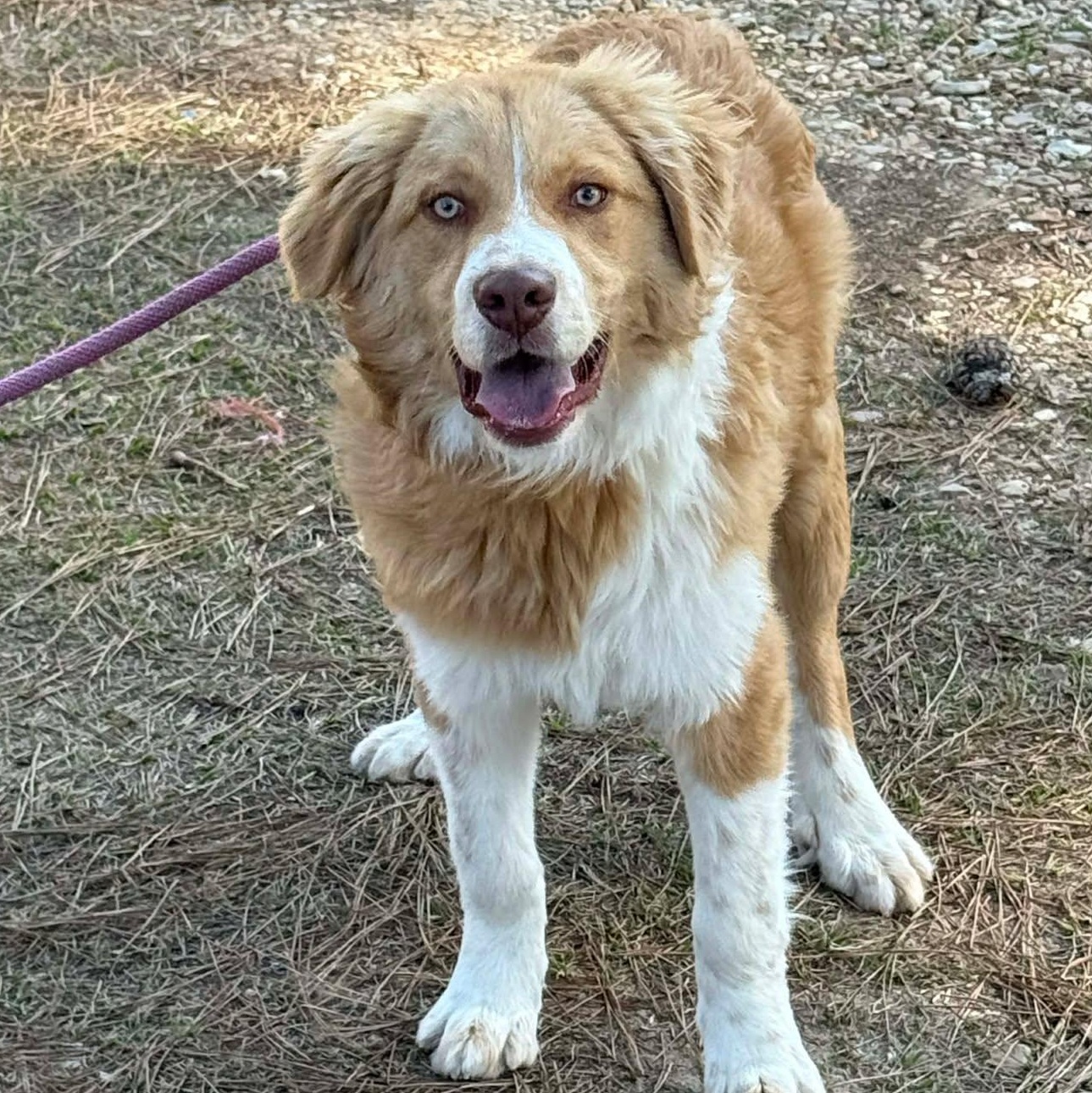 Waylon, ADOPTABLE, Young Male Border Collie & Golden Retriever.