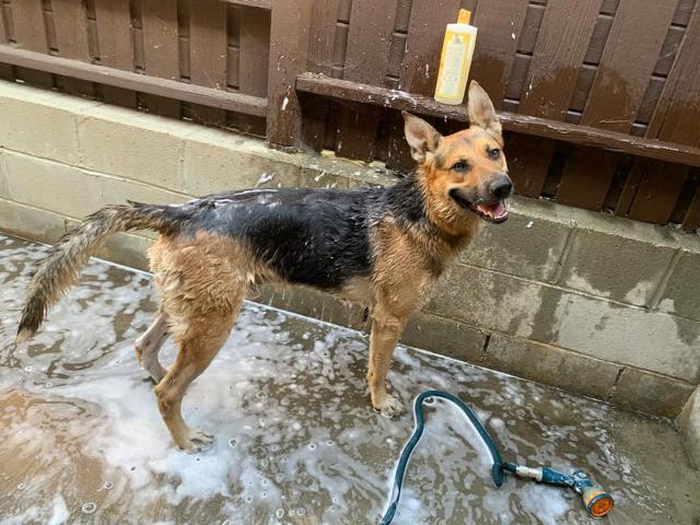 Enlarge Trevie, a Adoptable mixed breed in Burbank, CA image 2/6