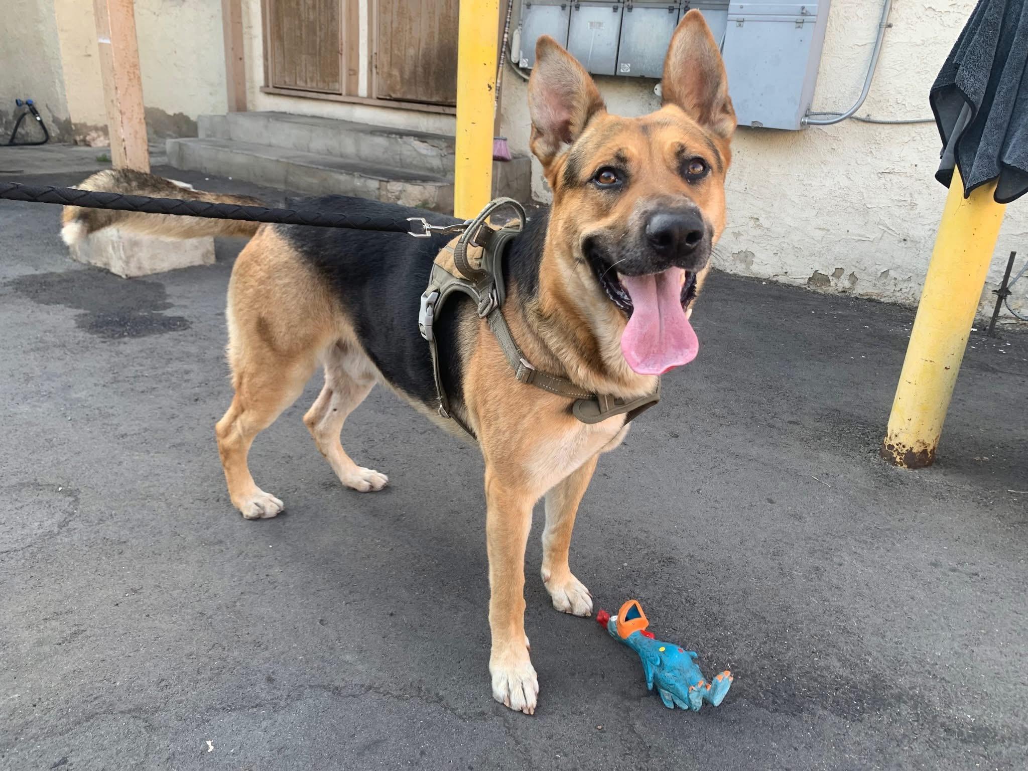 Enlarge Trevie, a Adoptable mixed breed in Burbank, CA image 3/6