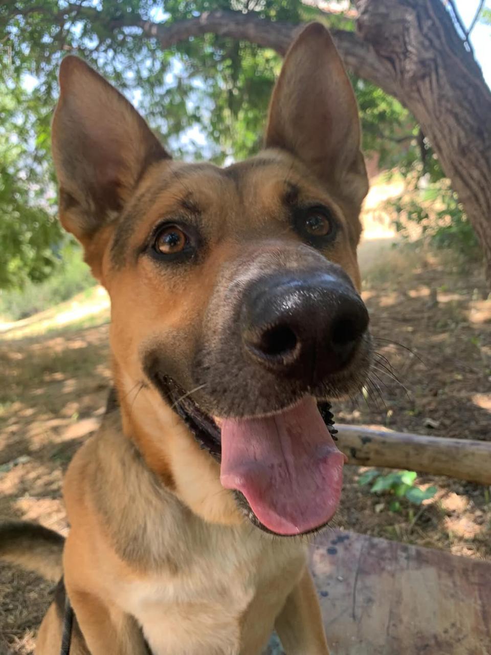 Enlarge Trevie, a Adoptable mixed breed in Burbank, CA image 4/6