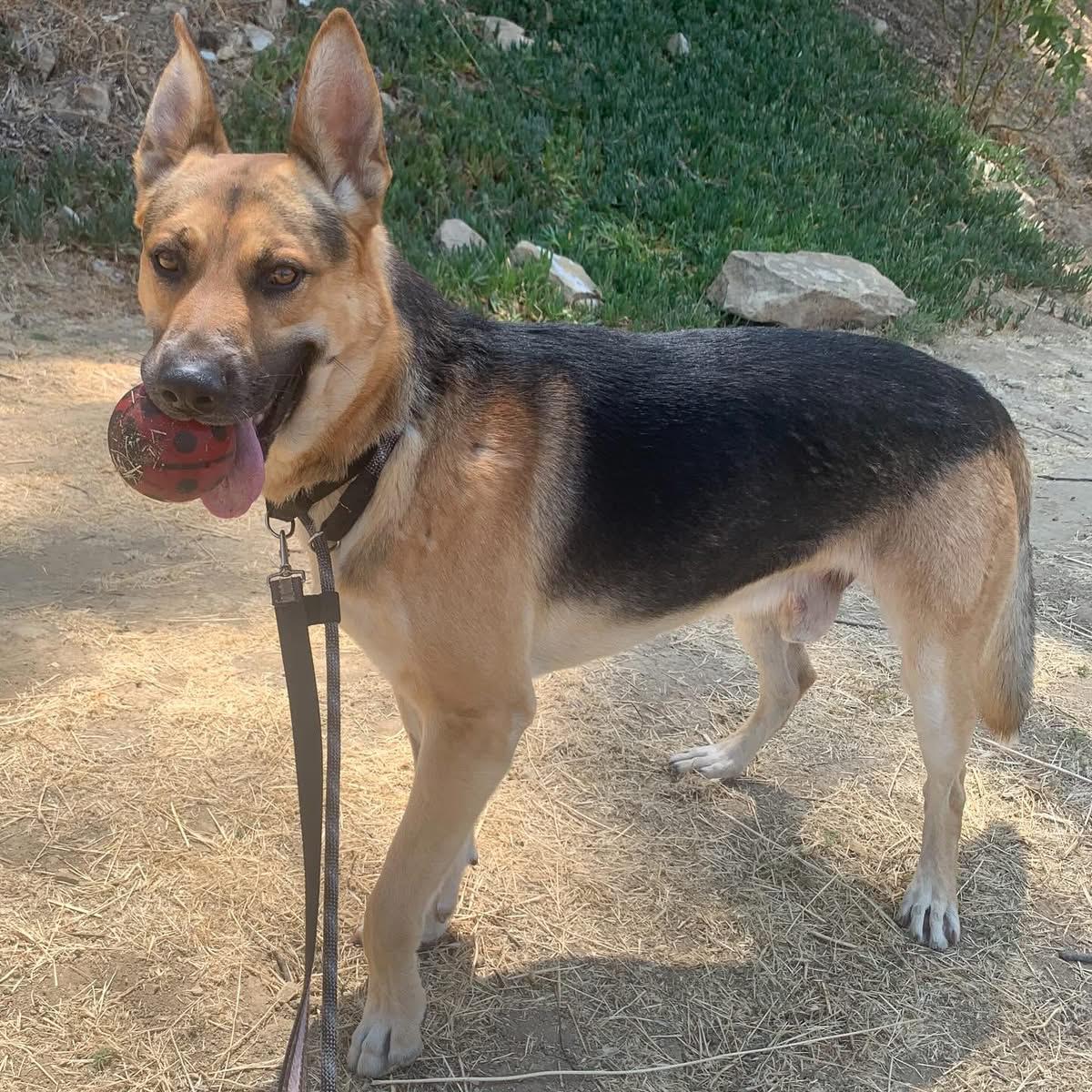 Enlarge Trevie, a Adoptable mixed breed in Burbank, CA image 5/6