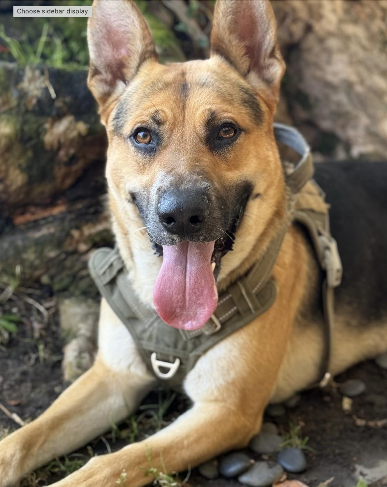 Enlarge Trevie, a Adoptable mixed breed in Burbank, CA image 1/6