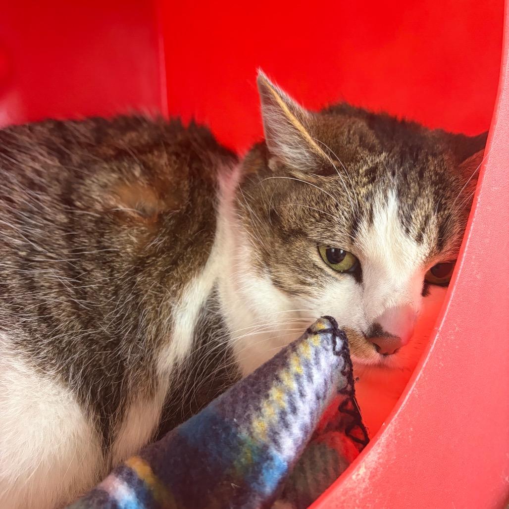 Enlarge Sophie, a Adoptable Domestic Short Hair in Waukesha, WI image 1/1