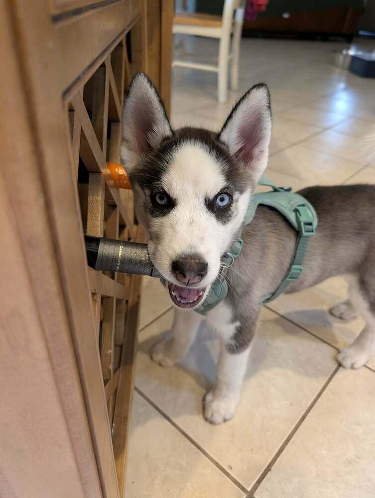 Echo, Adoptable, Puppy Male Siberian Husky.