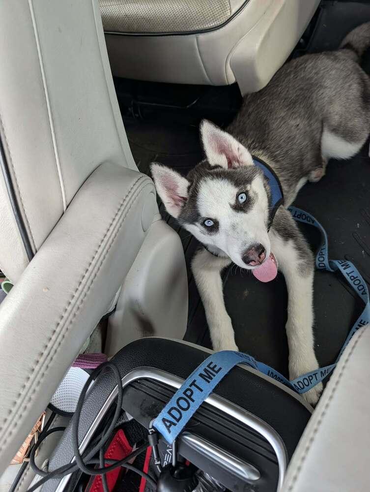 Enlarge Echo, a Adoptable Siberian Husky in Fort Lauderdale, FL image 2/4