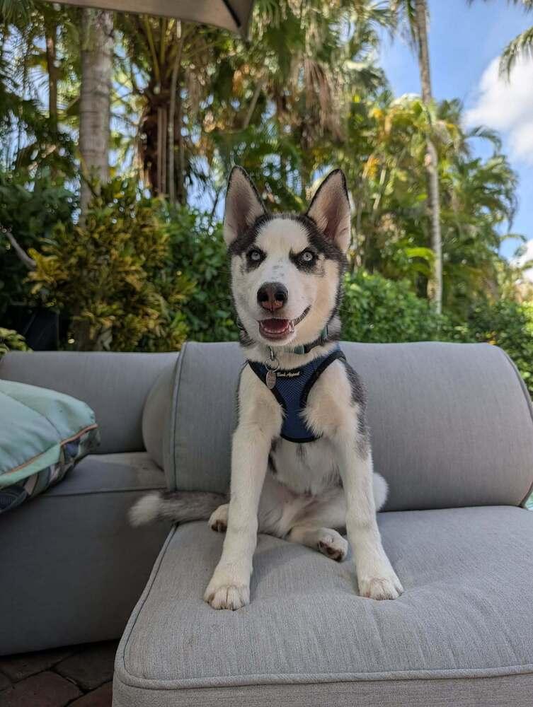 Enlarge Echo, a Adoptable Siberian Husky in Fort Lauderdale, FL image 3/4