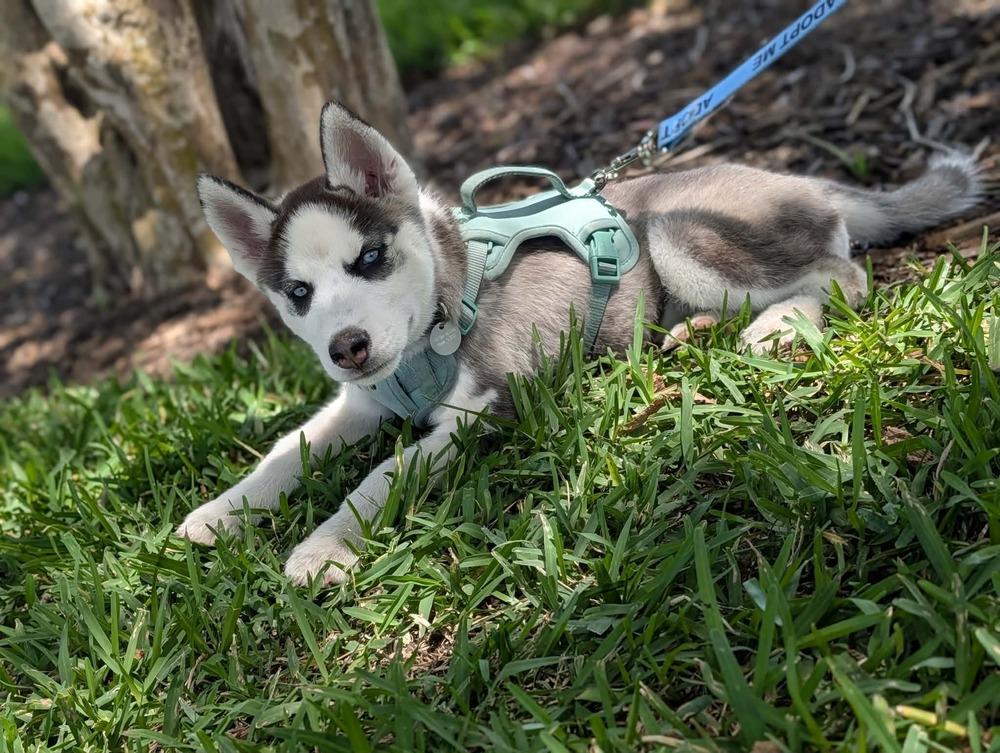 Enlarge Echo, a Adoptable Siberian Husky in Fort Lauderdale, FL image 4/4