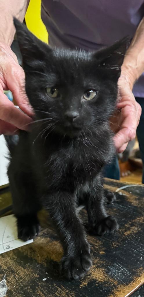Frank aka Fran, Adoptable, Kitten Male Domestic Short Hair.
