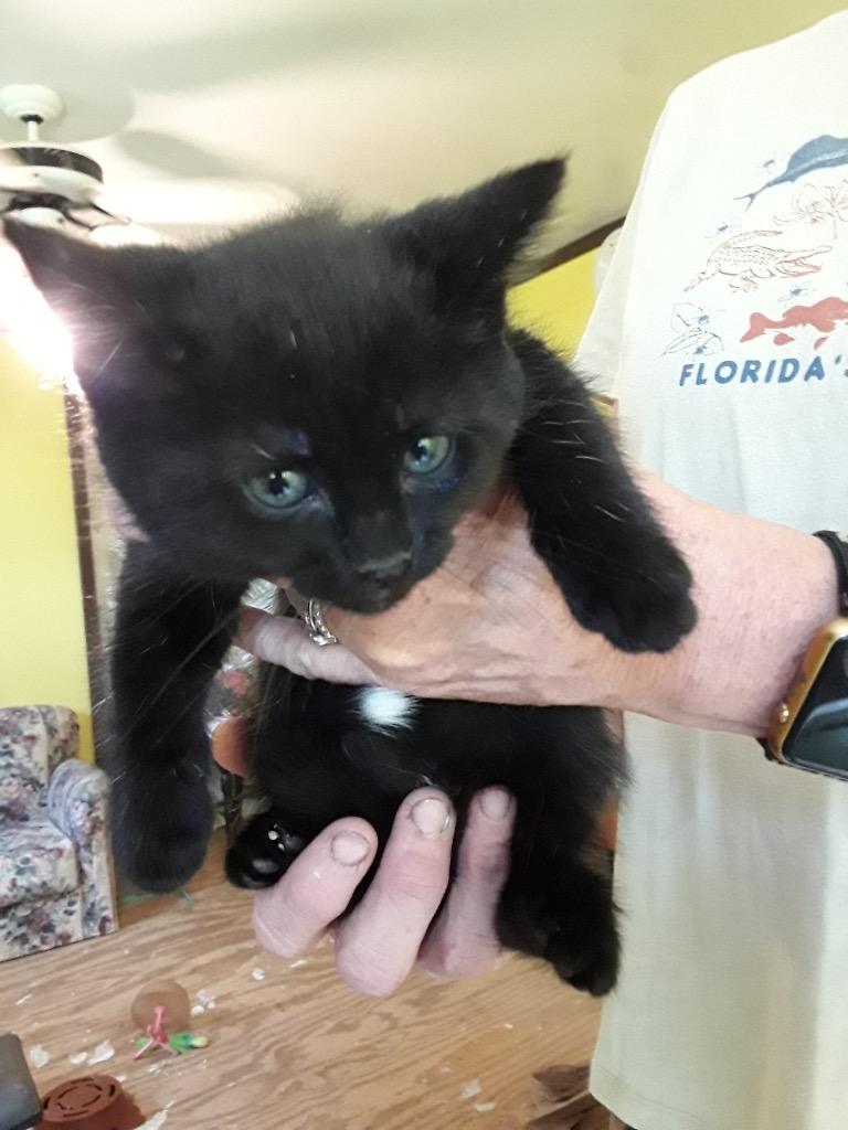 Enlarge Frank aka Fran, a Adoptable mixed breed in Brainardsville, NY image 2/2