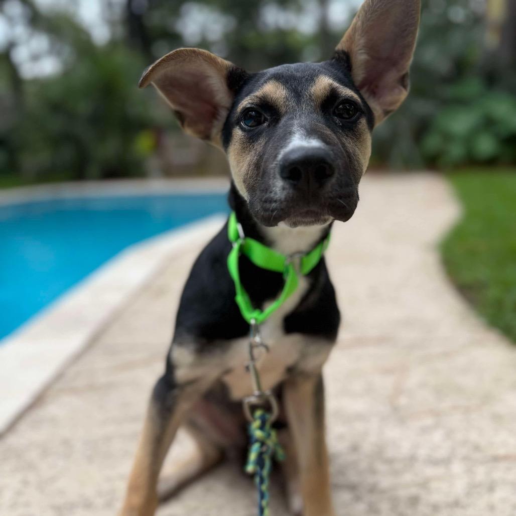 Squirrel German Shepherd Dog Dog