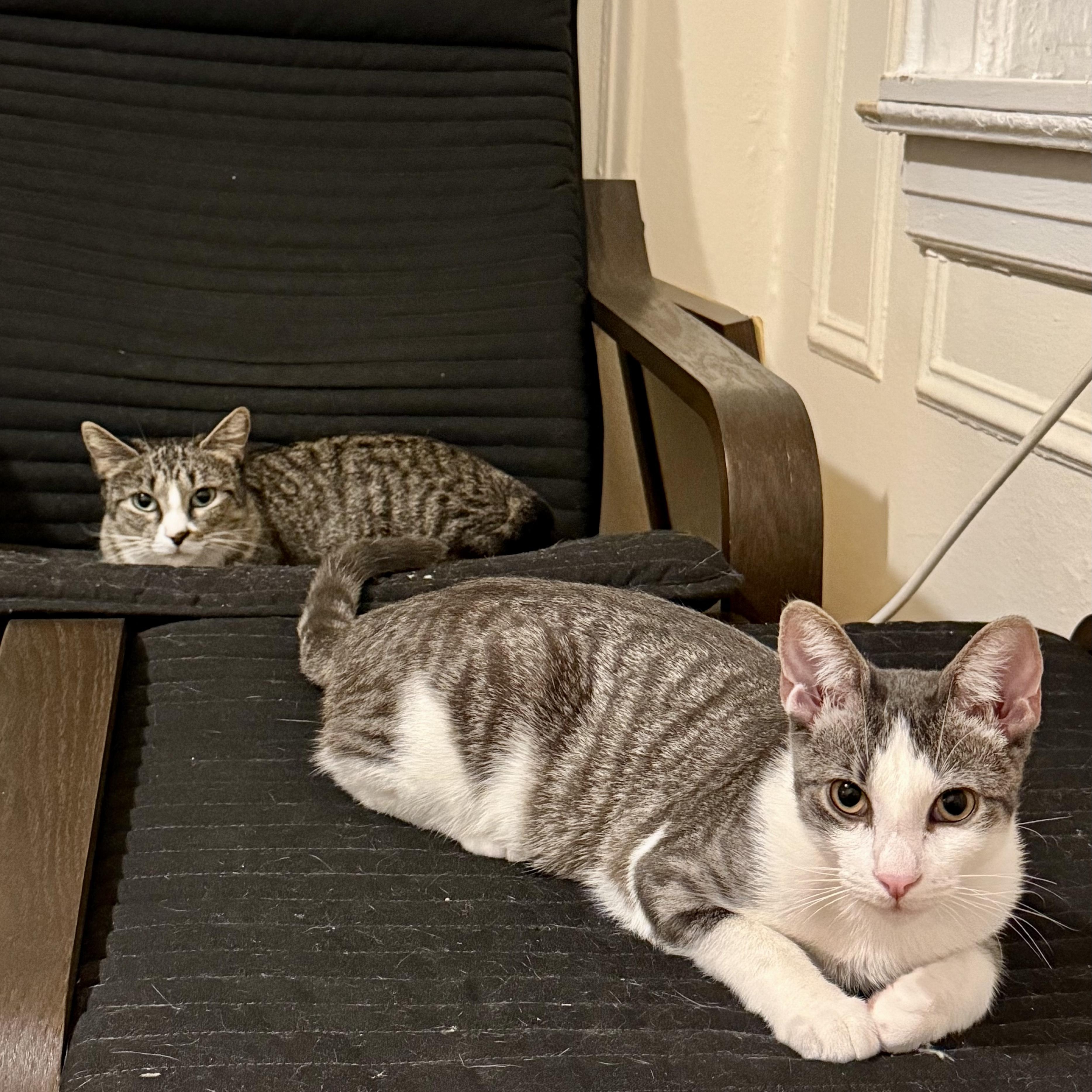 Alannis and Shelby (Urgent foster needed), a Adoptable American Shorthair in Brooklyn, NY image 1/6