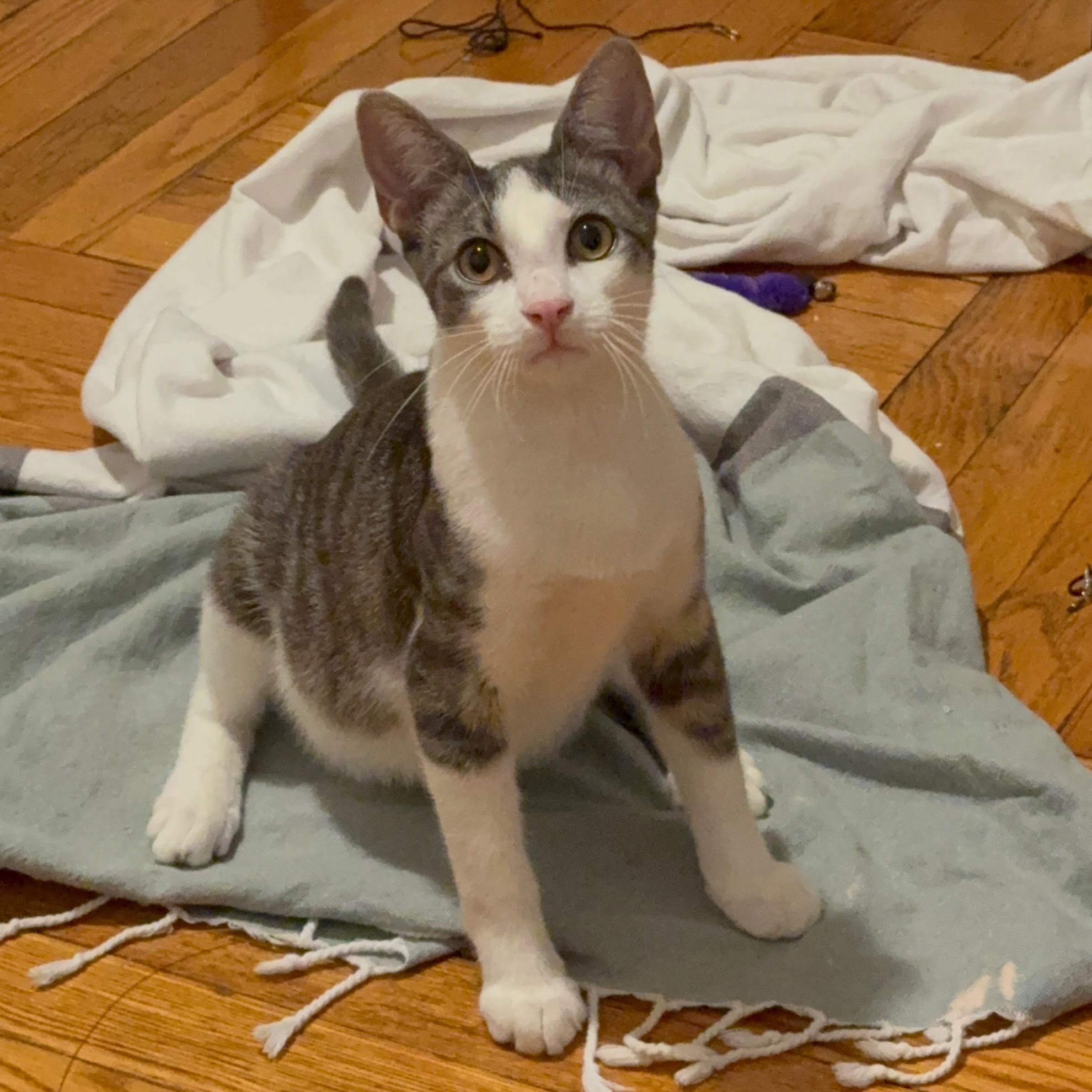 Alannis and Shelby (Urgent foster needed), a Adoptable American Shorthair in Brooklyn, NY image 4/6