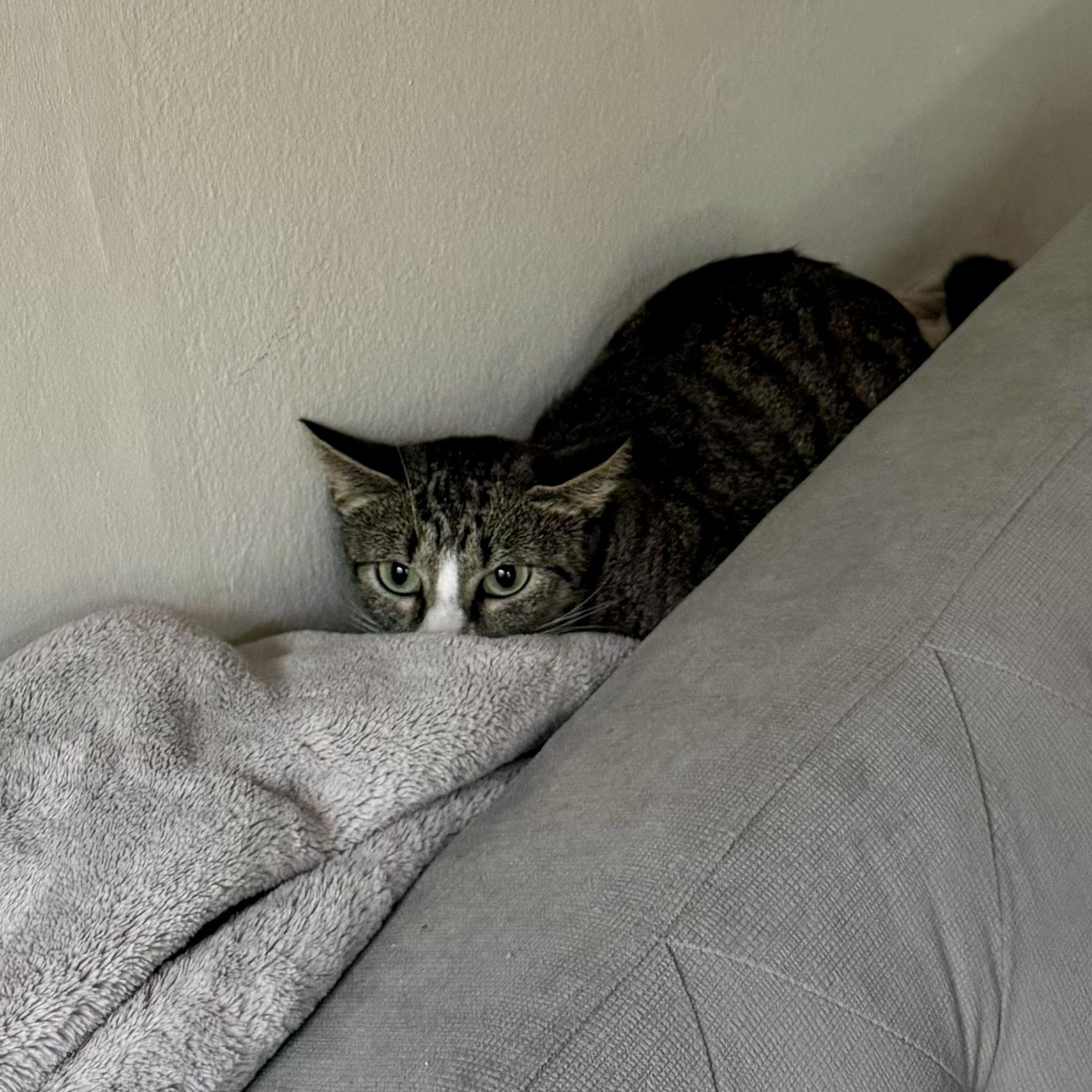 Alannis and Shelby (Urgent foster needed), a Adoptable American Shorthair in Brooklyn, NY image 5/6