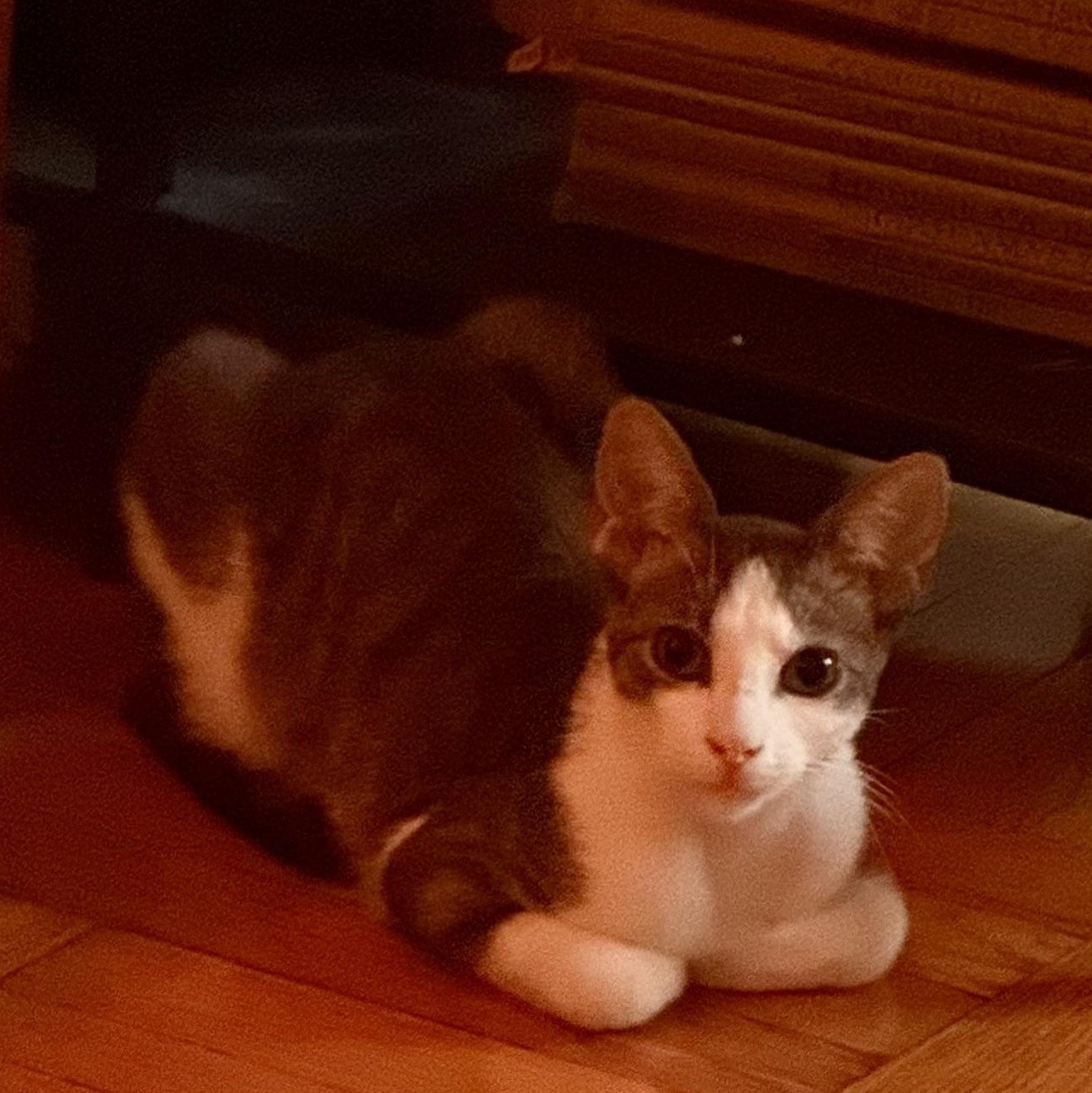 Alannis and Shelby (Urgent foster needed), a Adoptable American Shorthair in Brooklyn, NY image 6/6