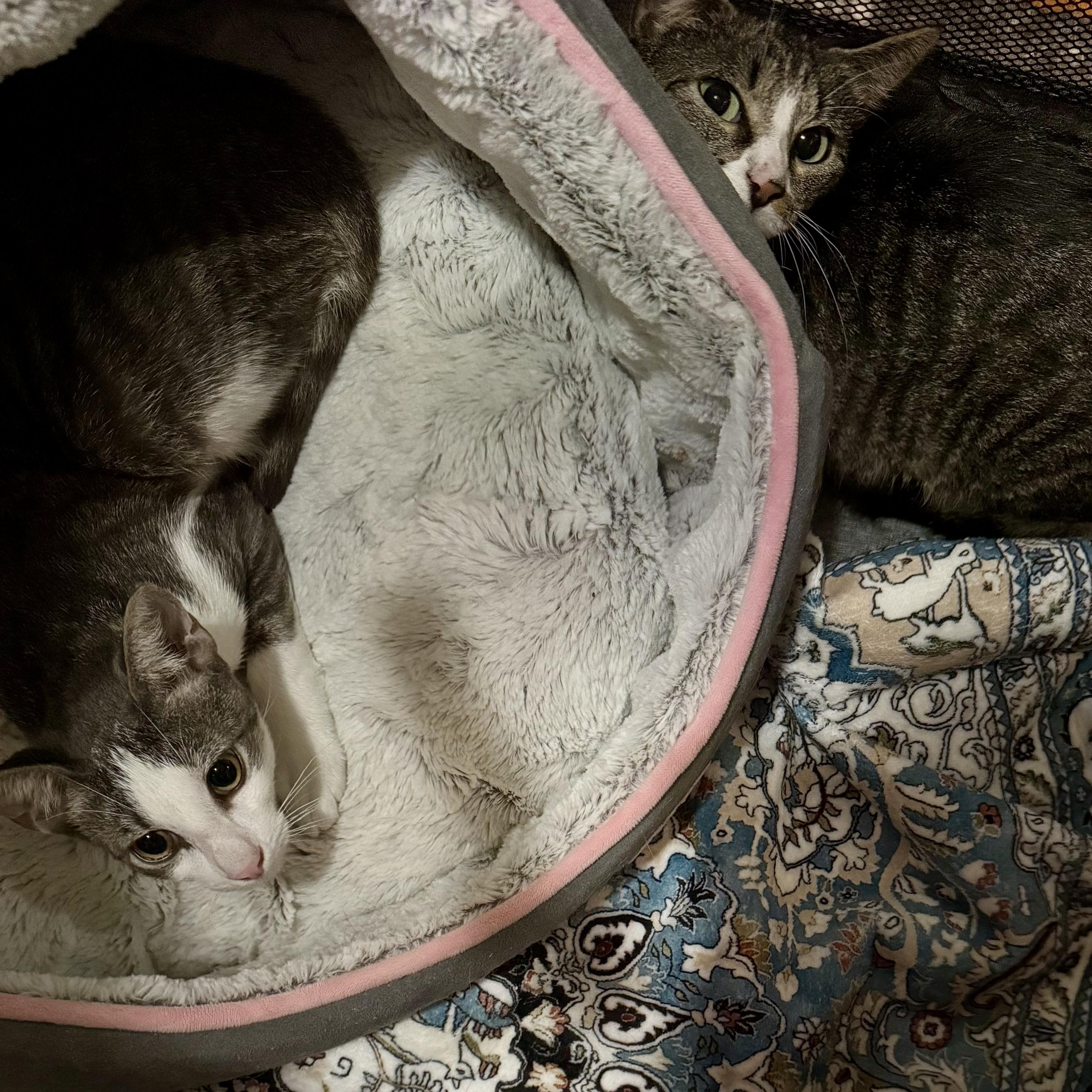 Alannis and Shelby (Urgent foster needed), Adoptable, Young Female American Shorthair.