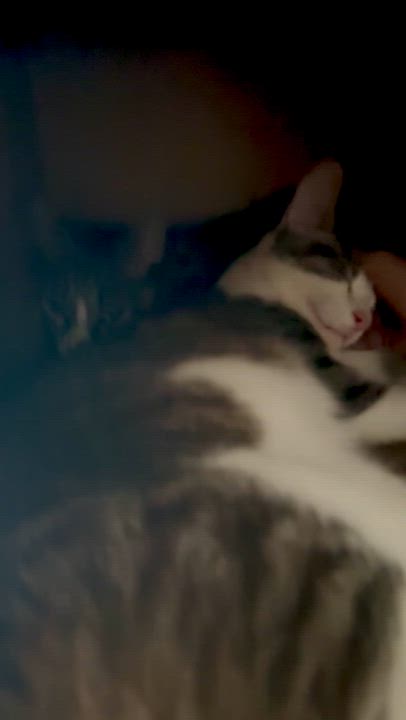 Enlarge Alannis and Shelby (Urgent foster needed), a Adoptable American Shorthair in Brooklyn, NY video 2/6