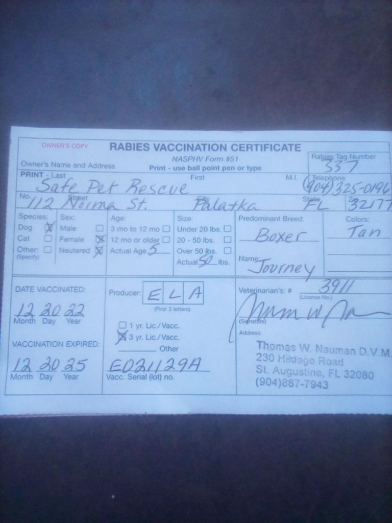 Journey, Adoptable, Adult Female Boxer.